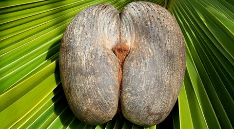 Home to the world’s largest nut