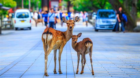 Feed the bowing deer at Nara