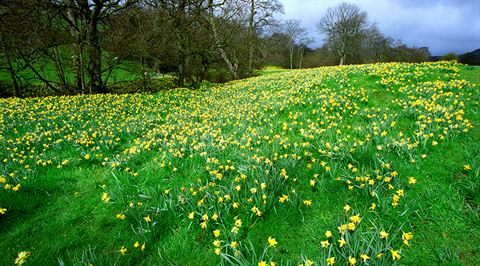 Daffodil Valley, North York Moors, Yorkshire