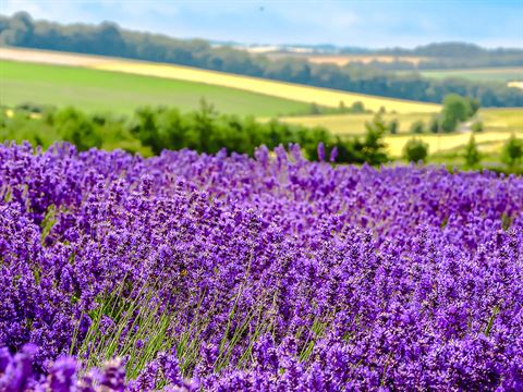 Cotswold Lavender, England