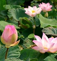 Mystery flower #3 lotus