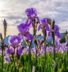 Mystery flower #4 iris